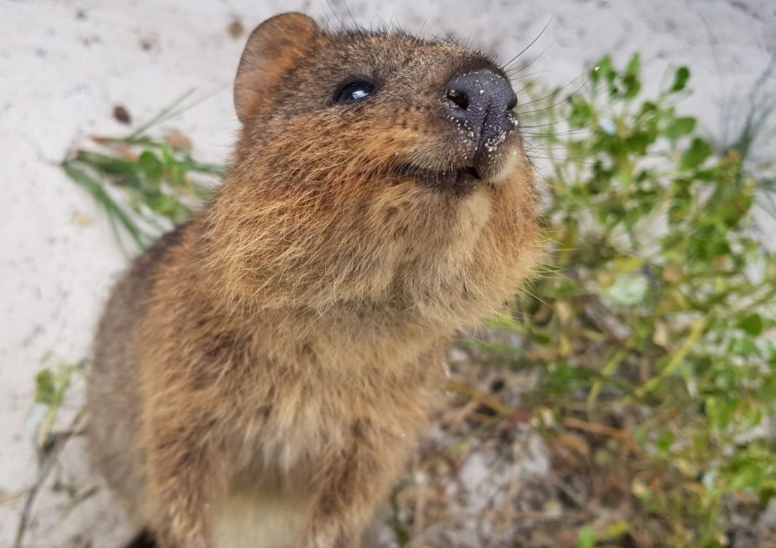 A brown fur marsupial quokka standing on its legs with its nose covered in sand, and looking upwards with bright eyes. In the background, there are some green plants and white sand.